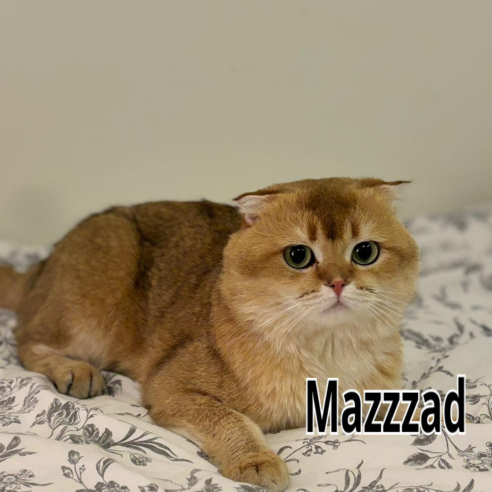 قط سكوتش للبيع