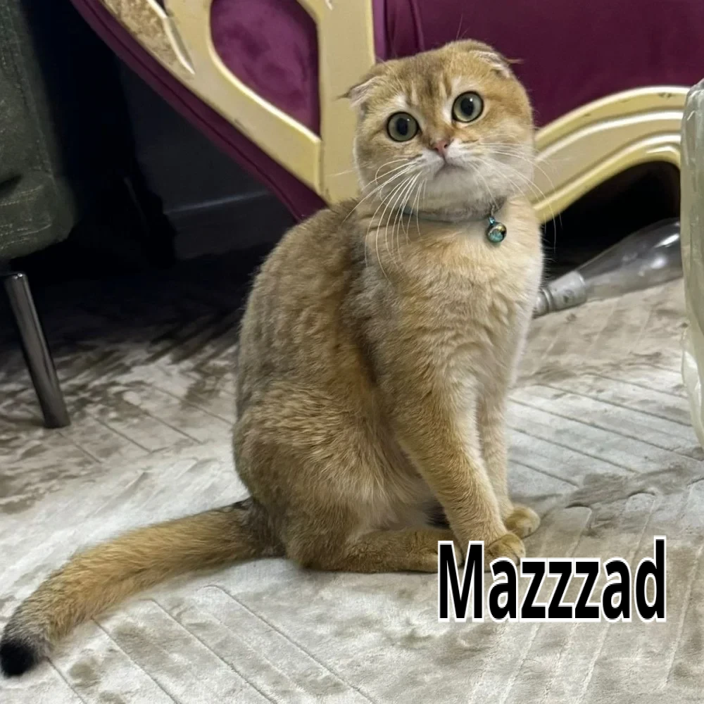 قط سكوتش للبيع